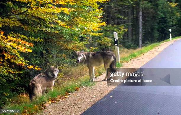 Dpatop - A video screenshot showing two wolves next to a road near to Lindberg in the Bavarian Forest in Germany ,06 October 2017. A family spotted a...