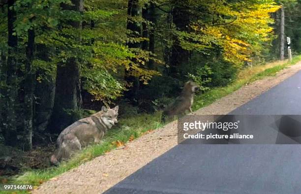 Video screenshot showing two wolves next to a road near to Lindberg in the Bavarian Forest in Germany ,06 October 2017. A family spotted a group of...