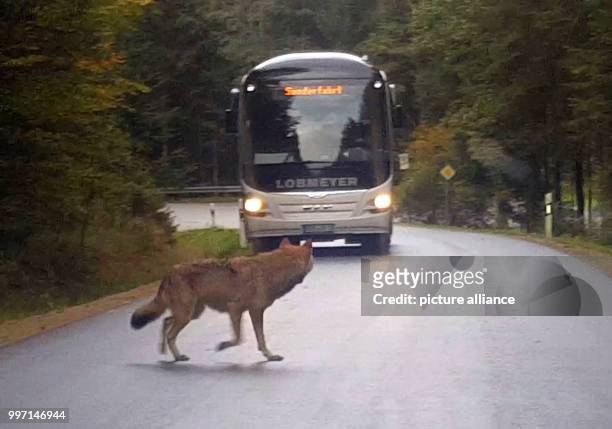 Video screenshot showing one wolf next to a street near to Lindberg in the Bavarian Forest in Germany ,06 October 2017. A family spotted a group of...