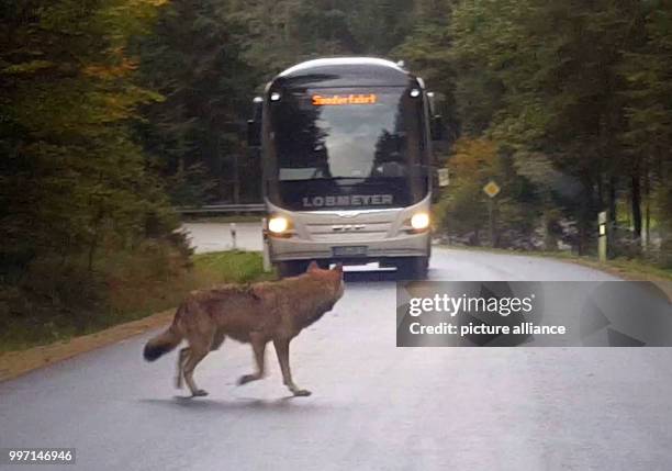 Video screenshot showing one wolf next to a road near to Lindberg in the Bavarian Forest in Germany ,06 October 2017. A family spotted a group of...