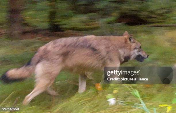 Video screenshot showing one wolf next to a street near to Lindberg in the Bavarian Forest in Germany ,06 October 2017. A family spotted a group of...