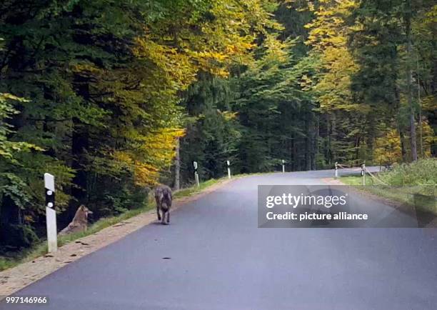 Video screenshot showing two wolves next to a road near to Lindberg in the Bavarian Forest in Germany ,06 October 2017. A family spotted a group of...