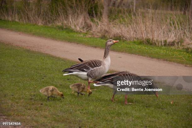 goose family - waddling stock pictures, royalty-free photos & images