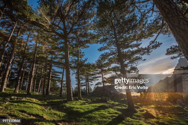 coucher de soleil dans les pins de bavella - coucher soleil stock pictures, royalty-free photos & images