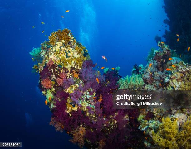 coral garden - jewel fairy basslet stock pictures, royalty-free photos & images