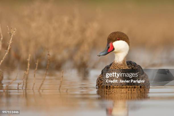 pato gargantilla - gargantilla stock pictures, royalty-free photos & images