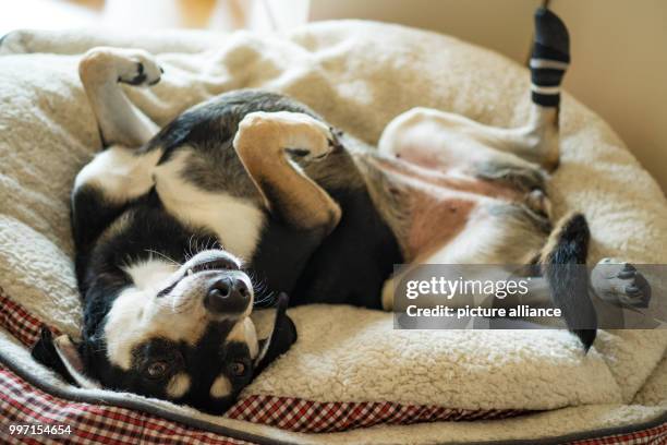 The Beagle mongrel dog "Franky" lying relaxed on her fluffy bed in Ebing, Germany, 10 October 2017. World Dog Day is celebrated worldwide on 10...