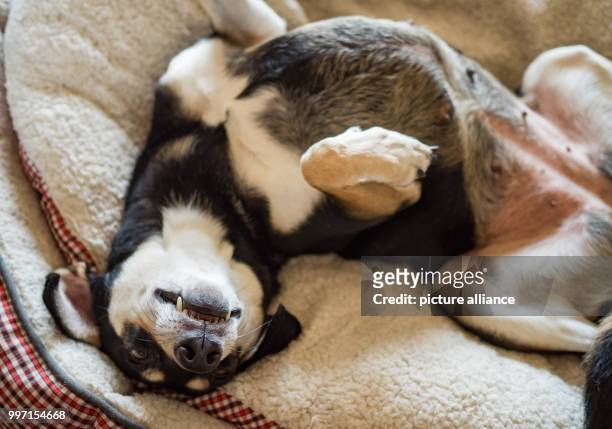 The Beagle mongrel dog "Franky" lying relaxed on her fluffy bed in Ebing, Germany, 10 October 2017. World Dog Day is celebrated worldwide on 10...