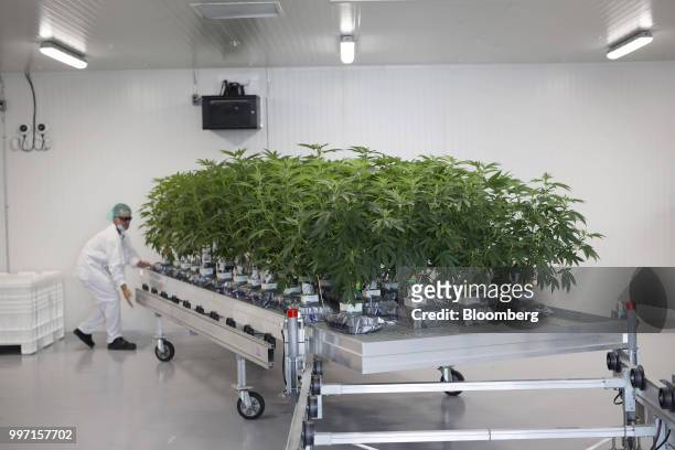 An employee pushes a cart of cannabis plants at the CannTrust Holding Inc. Niagara Perpetual Harvest facility in Pelham, Ontario, Canada, on...