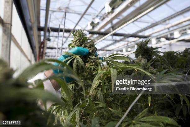 An employee inspects a cannabis plant at the CannTrust Holding Inc. Niagara Perpetual Harvest facility in Pelham, Ontario, Canada, on Wednesday, July...