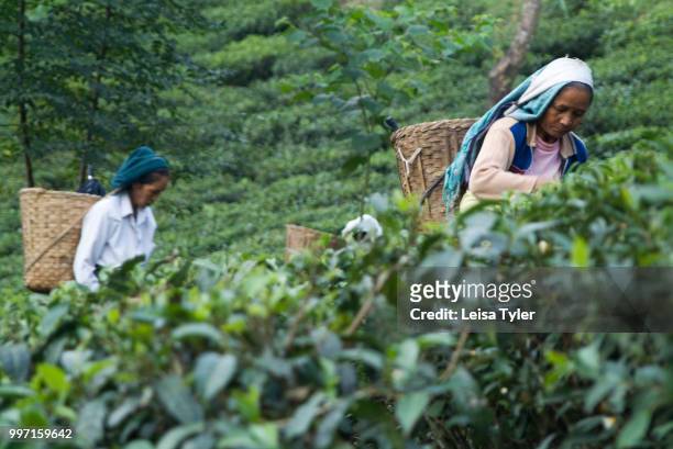 Women harvest tea into baskets carried on their back at the Kanan Devan Hills Plantation company in Munnar, Kerala in India.