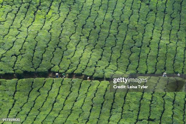 Workers walking through part of the Kanan Devan Hills Plantation in Munnar, Kerala in India.