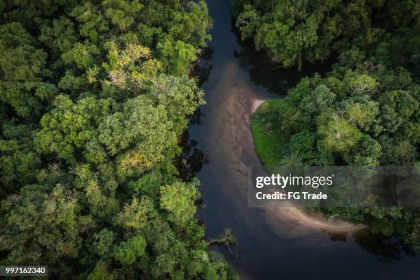 mata atlántica - bosque atlántico en brasil - estado del amazonas brasil fotografías e imágenes de stock