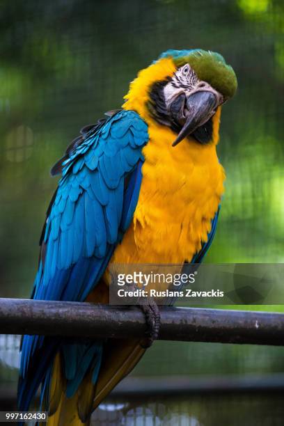 macaw - aviary stock pictures, royalty-free photos & images