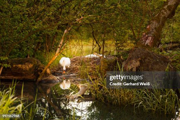 family swan - weiß stockfoto's en -beelden