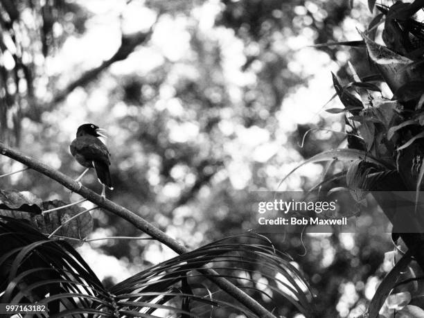 bird in tree b&w - birds b w stock pictures, royalty-free photos & images