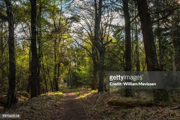 sunny forest path - william mevissen stockfoto's en -beelden