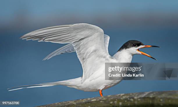 i am calling you - royal tern stockfoto's en -beelden