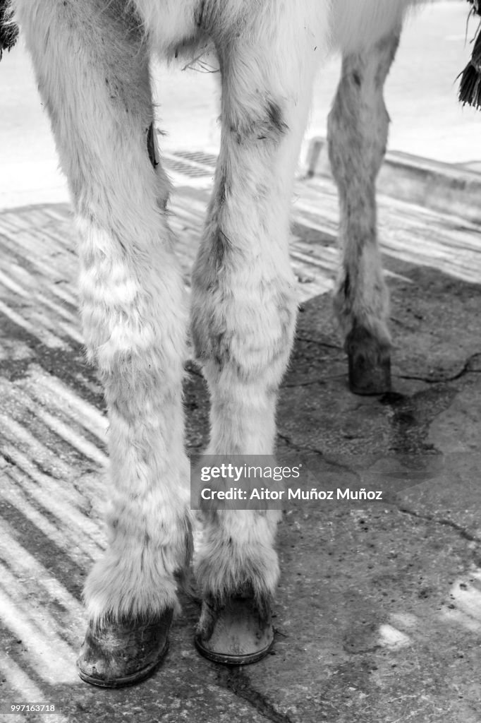 Donkey legs
