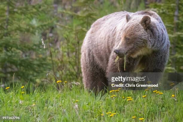 highwood grizzly - onnivoro foto e immagini stock