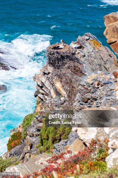 Stork's nest between Almograve and Zambujeira do Mar, a coastal nature reserve in southern Portugal.