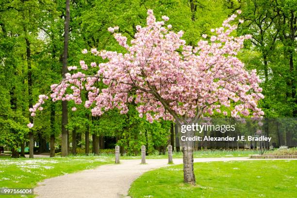 c'est le printemps ! bois de vincennes - vincennes stock pictures, royalty-free photos & images