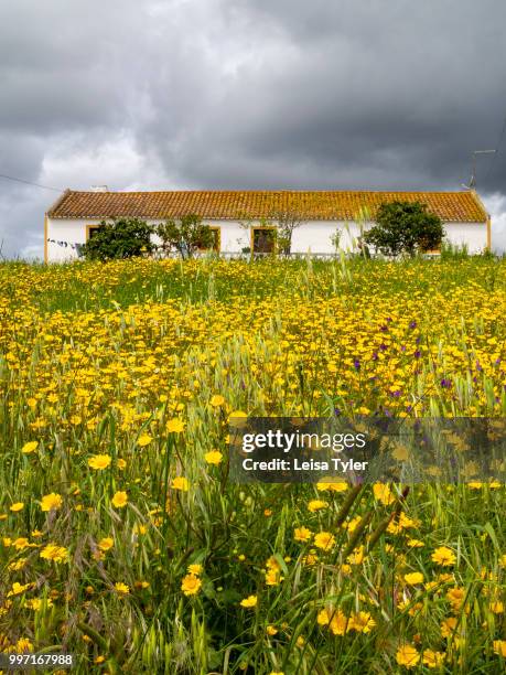 Wildflowers with an old farmhouse near Vale Seco in southern Portugal.