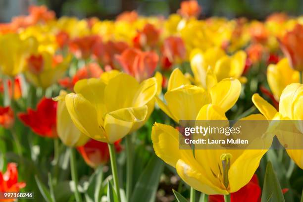 spring tulips - tulips and daffodils stock pictures, royalty-free photos & images