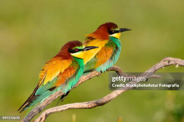 pair of european bee-eater (merops apiaster). - fotografia stock pictures, royalty-free photos & images