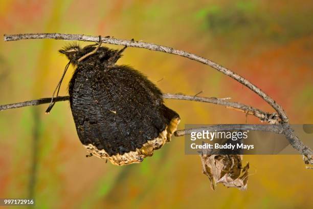 a mourning cloak butterfly with damp wings emerging from its chrysalis - buddy foto e immagini stock