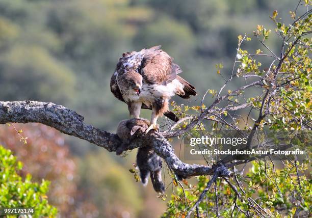 female bonelli's eagle perched on a branch. - fotografia stockfoto's en -beelden