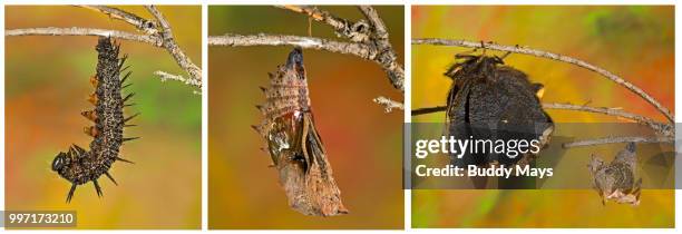 the life cycle of a butterfly from caterpillar to adult - buddy foto e immagini stock