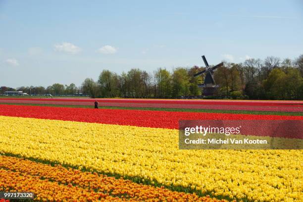 holland - michel field photos et images de collection