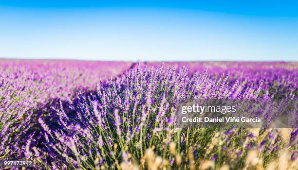 lavender bushes closeup on sunset. sunset gleam over purple flowers of lavender. bushes on the... - daniel viñé garcia stock-fotos und bilder