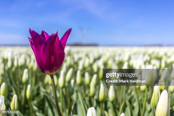 Soloist High-Res Stock Photo