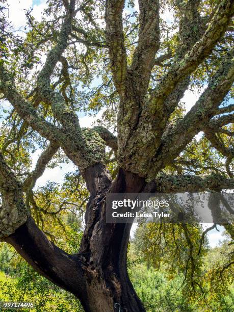 An old cork tree in southern Portugal. The number 9 indicates the year the tree was last harvested of its bark.