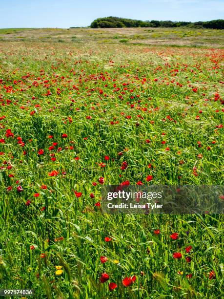 Wild flowers between Porto Covo and Vila Nova de Milfontes in southern Portugal. The area is part of the Southwest Alentejo and Vicentine Coast...