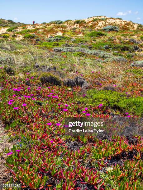 Ice plants, a noxious weed, between Porto Covo and Vila Nova de Milfontes in southern Portugal. The area is part of the Southwest Alentejo and...