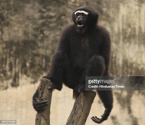 Hoolock Gibbon seen sitting on a branch of tree at Zoological Park, on July 12, 2018 in New Delhi, India.