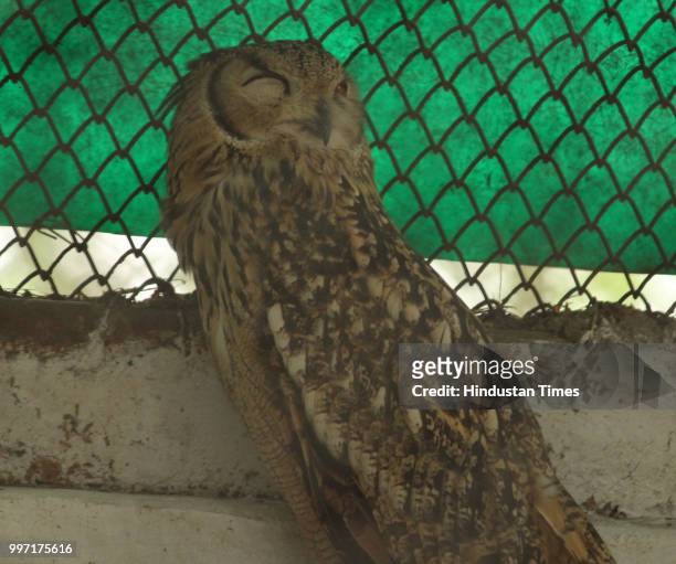 Great Horned Owl seen at Zoological Park, on July 12, 2018 in New Delhi, India.