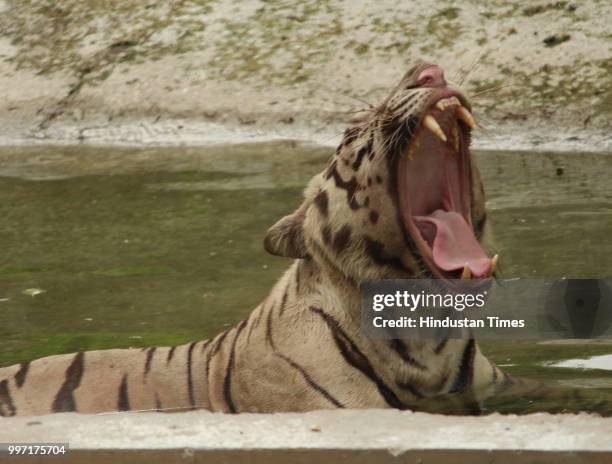 White tiger seen resting in a pool of water on a hot and sunny day, at Zoological Park, on July 12, 2018 in New Delhi, India.