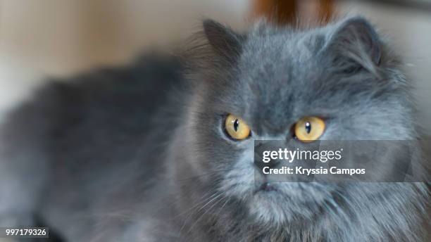 portrait of a grumpy persian cat - alajuela stockfoto's en -beelden