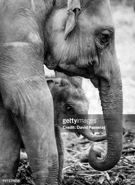 mother elephant and calf - big bums 個照片及圖片檔