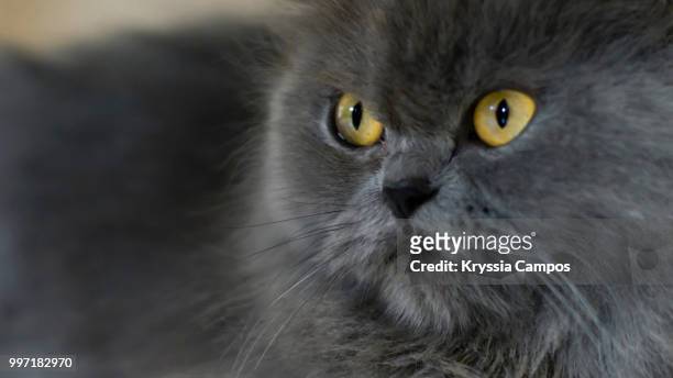 portrait of a grumpy persian cat - gele ogen stockfoto's en -beelden