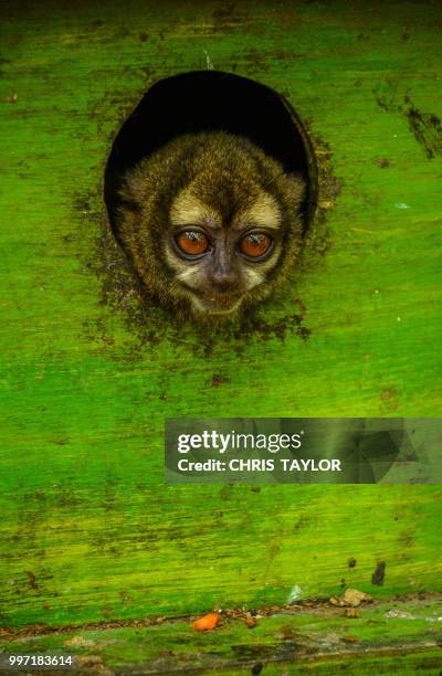 monkey see monkey do - cebidae stock pictures, royalty-free photos & images