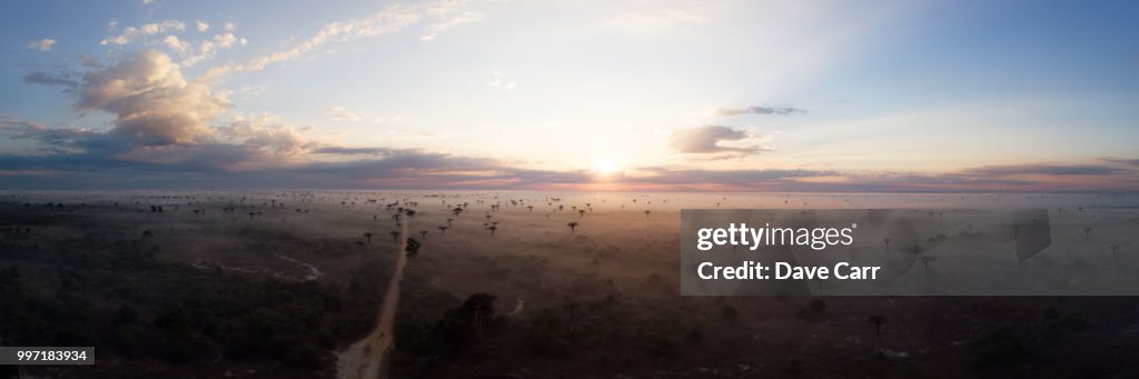 Baobab sunrise