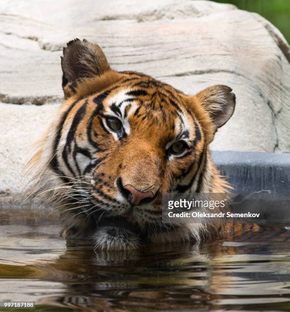tiger - equator line stock pictures, royalty-free photos & images