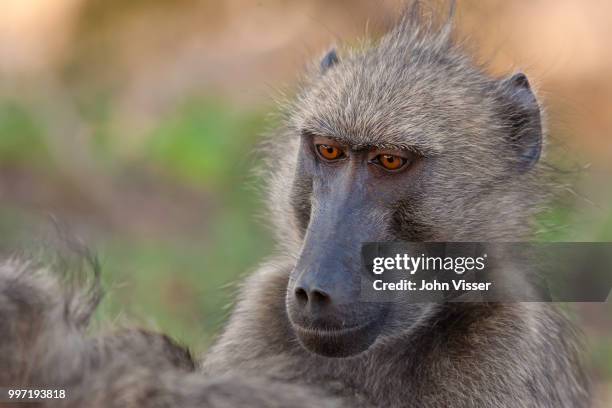 taking care of the important things in life - chacma baboon 個照片及圖片檔