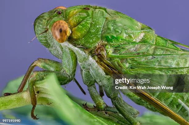 cute of cicada - schnabelkerfe stock-fotos und bilder
