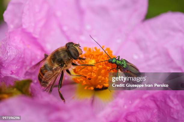 a pranzo con un amico - giuseppe amico stock pictures, royalty-free photos & images